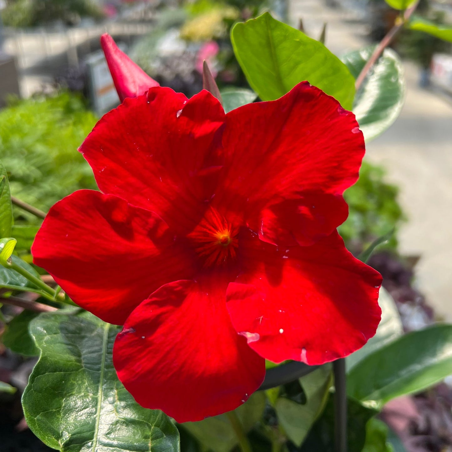 A close-up of a vibrant Sun Parasol® Giant Crimson Mandevilla flower with five petals, framed by glossy green leaves. The blurred background accentuates the tropical bloom’s bold color and delicate texture - Photo Property of Garden Crossings LLC.