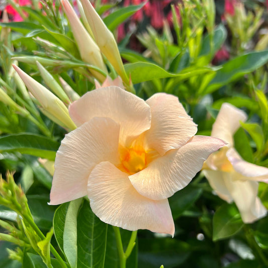 A close-up of a Sun Parasol® Apricot Mandevilla shows its pale peach petals with a yellow center, set among green leaves and buds, while another similar annual vine blooms in the background - Photo Property of Garden Crossings LLC.