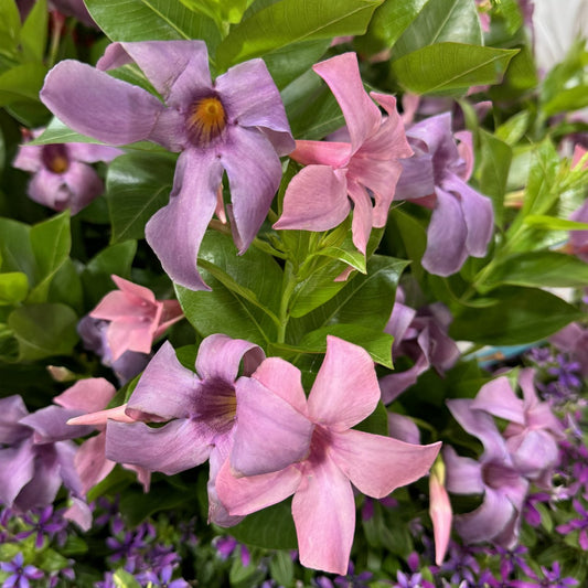 Close-up of vibrant pink and purple climbing mandevilla flowers, each with five petals, surrounded by lush green leaves and delicate Sun Parasol® XP Bluephoria™ Mandevilla blooms in the background - Photo Property of Garden Crossings LLC.