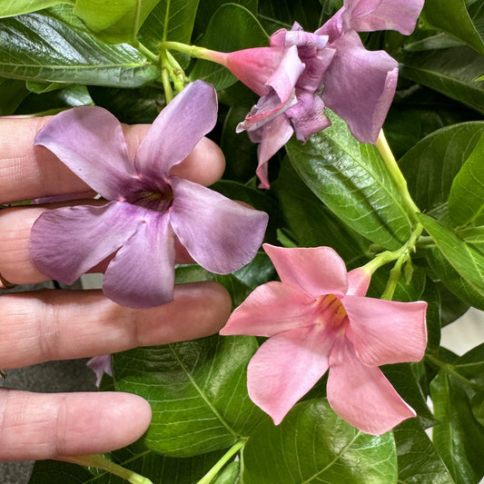 A hand gently holds two trumpet-shaped Sun Parasol® XP Bluephoria™ Mandevilla flowers, one purple and one pink, surrounded by shiny green leaves and more Sun Parasol® XP Bluephoria™ blooms in the background - Photo Property of Garden Crossings LLC.