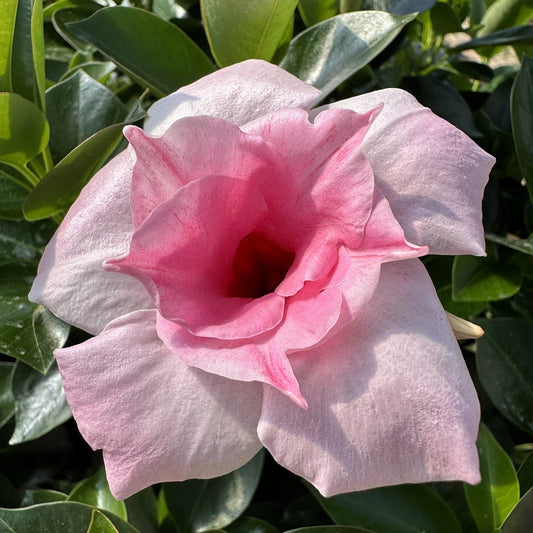 A close-up of Sun Parasol® XP Double Pink Blush Mandevilla displays its pink double blooms with darker centers, set against lush green leaves in sunlight—highlighting the beauty of this flowering climbing vine - Photo Courtesy of Sunfire Nursery.