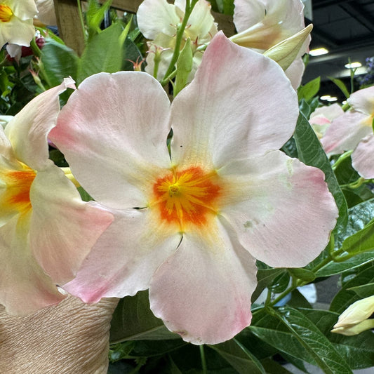 A close-up of Sun Parasol® Giant Peach Sunrise Mandevilla highlights its pale peach-pink blooms with yellow-orange centers, lush green leaves, and climbing habit, displayed indoors among other flowers - Photo Property of Garden Crossings LLC.