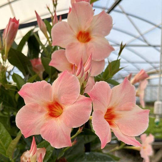 Peachy-pink blooms with orange centers and green leaves of the Sun Parasol® Giant Peach Sunrise Mandevilla unfurl in a greenhouse, with buds nearby and the climbing vine winding along a metal frame in the background - Photo Courtesy of Sunfire Nursery.