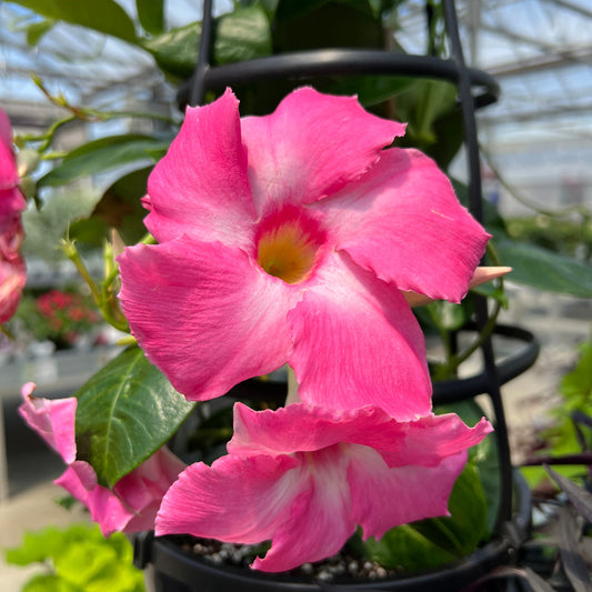 Sun Parasol® Giant Pink Mandevilla features vivid pink tropical blooms with yellow centers that thrive on a trellis in a greenhouse. Highlights from sunlight showcase its petals and green leaves. - Photo Property of Garden Crossings LLC. Decorative pot not included.