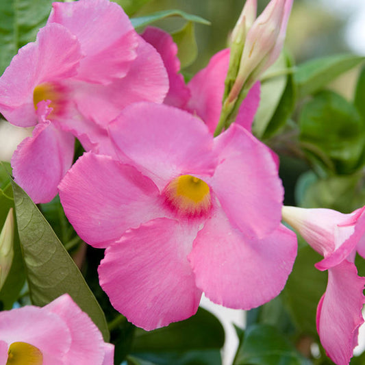 Close-up of Sun Parasol® Giant Pink Mandevilla flowers with yellow centers, displaying lush tropical blooms and buds among green leaves - Photo Courtesy of Proven Winners, Inc.