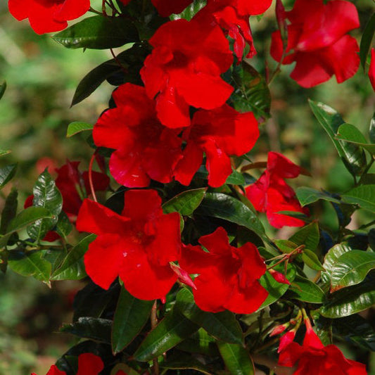Vivid red Sun Parasol® Giant Crimson Mandevilla flowers with five petals bloom among glossy green leaves. These striking, tropical blooms stand out on this drought-tolerant annual climbing plant against a blurred natural background - Photo Courtesy of Ball Horticulture, Inc.