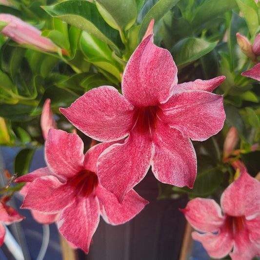 Close-up of vibrant pink Sun Parasol® XP Mauvelous Mandevilla flowers with five petals and dark centers, set against lush green leaves. This healthy climber blooms beautifully in a black pot, adding a fresh touch to any space - Photo Courtesy of Ball Horticulture, Inc. Decorative pot not included.