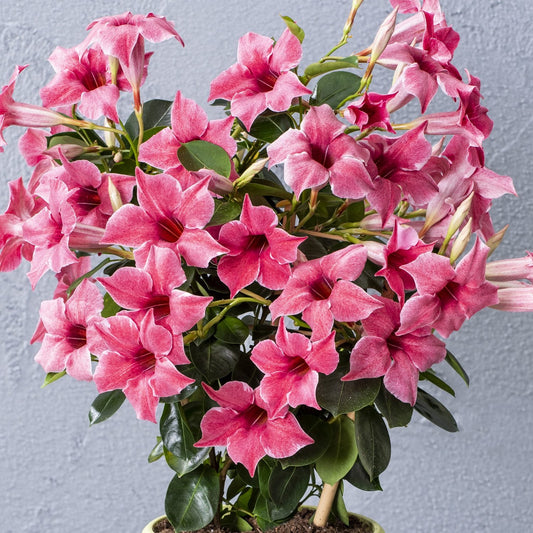 Sun Parasol® XP Mauvelous Mandevilla is a climbing plant with glossy green leaves and abundant vibrant pink trumpet-shaped blooms, displayed against a light gray textured backdrop - Photo Courtesy of Ball Horticulture, Inc. Decorative pot not included.