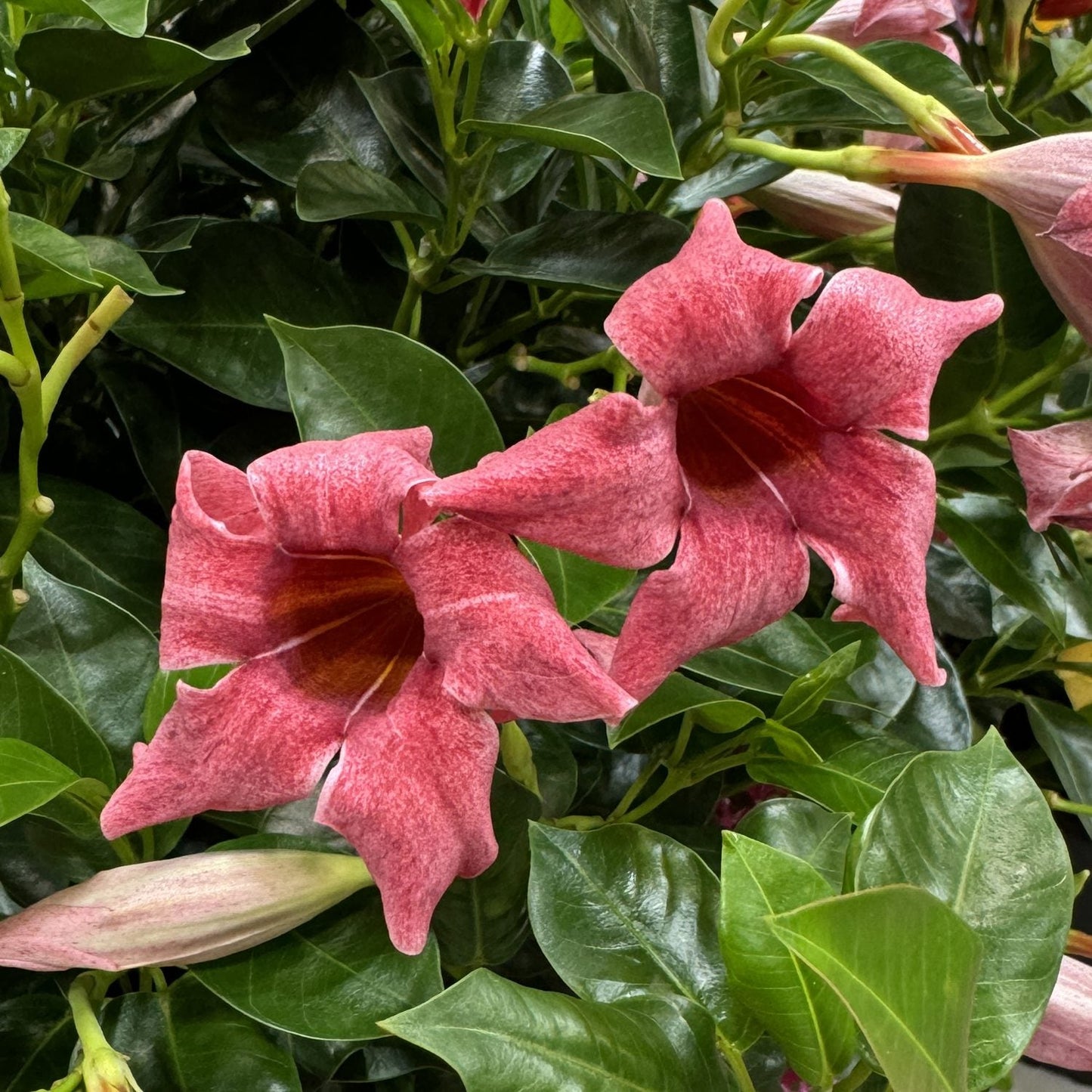 Two large, trumpet-shaped, velvety reddish-pink Sun Parasol® XP Mauvelous Mandevilla flowers are surrounded by glossy green leaves and unopened buds, making a striking display of this popular climbing plant in a lush garden - Photo Property of Garden Crossings LLC.