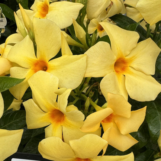 Sun Parasol® XP Original Sunbeam® Mandevilla - Photo Property of Garden Crossings LLC