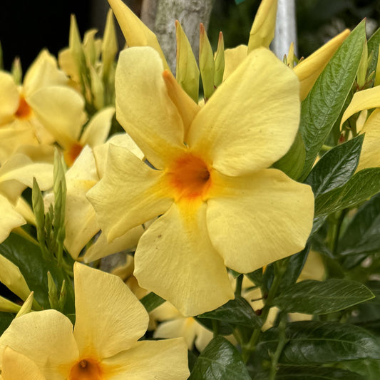 Sun Parasol® XP Original Sunbeam® Mandevilla - Photo Property of Garden Crossings LLC