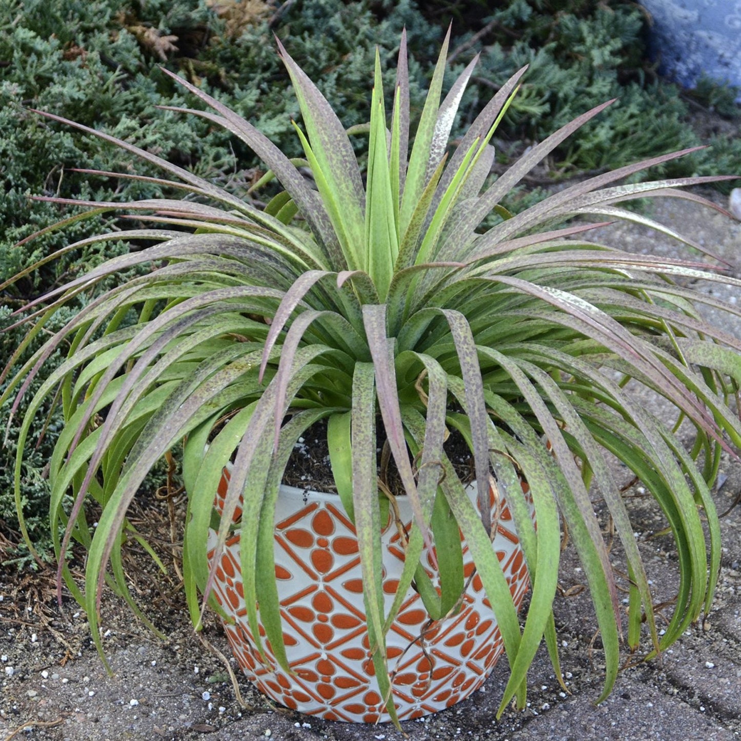 The Art & Sol™ 'Bad Hair Day' Mangave, a spiky green succulent with long, thin leaves, sits in an orange and white geometric pot outdoors on concrete - Photo Courtesy of Walters Gardens, Inc. Decorative pot not included.