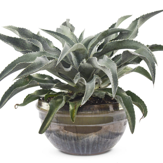 Art & Sol™ 'Catch a Wave' Mangave - Photo Courtesy of Walters Gardens, Inc.