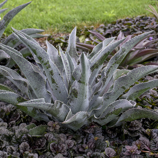 Art & Sol™ 'Catch a Wave' Mangave - Photo Courtesy of Walters Gardens, Inc.