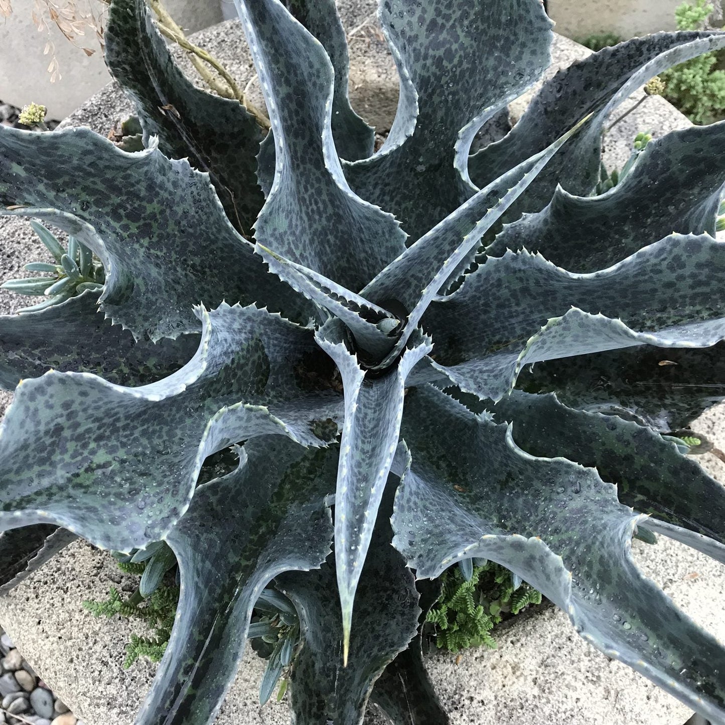 Top view of Art & Sol™ 'Catch a Wave' Mangave, a drought-tolerant succulent with wavy, serrated, spiky dark green leaves in a circular pattern from a stone planter. Leaves feature mottled patterns and sharp tips - Photo Courtesy of Walters Gardens, Inc. Decorative pot not included.