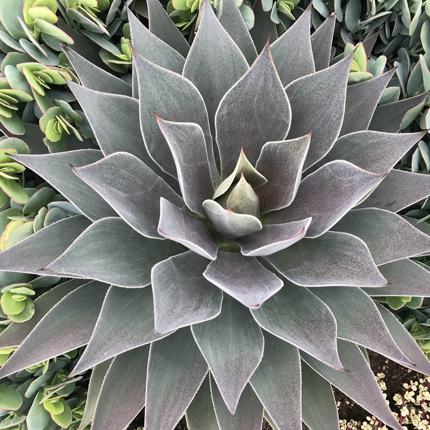 A close-up top view of Art & Sol™ 'Lavender Lady' Mangave, a drought-tolerant plant with pointed, overlapping dark green-gray leaves, surrounded by smaller green succulents - Photo Courtesy of Walters Gardens, Inc.