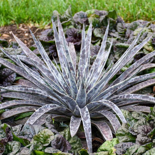 An Art & Sol™ 'Moonglow' Mangave, with silvery blue-green, spiky leaves, stands out in a garden bed bordered by green grass and highlighted by low, dark purple foliage - Photo Courtesy of Walters Gardens, Inc.