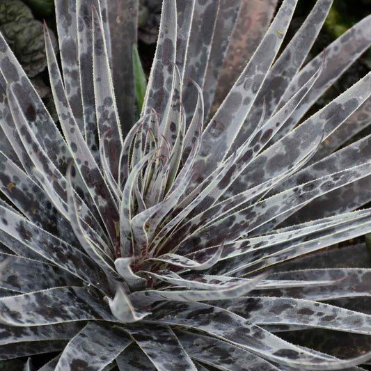 Close-up of Art & Sol™ 'Moonglow' Mangave, a drought-tolerant succulent with long, narrow silvery blue-green leaves marked by dark spots and stripes. The outward-radiating leaves form a striking starburst pattern - Photo Courtesy of Walters Gardens, Inc.