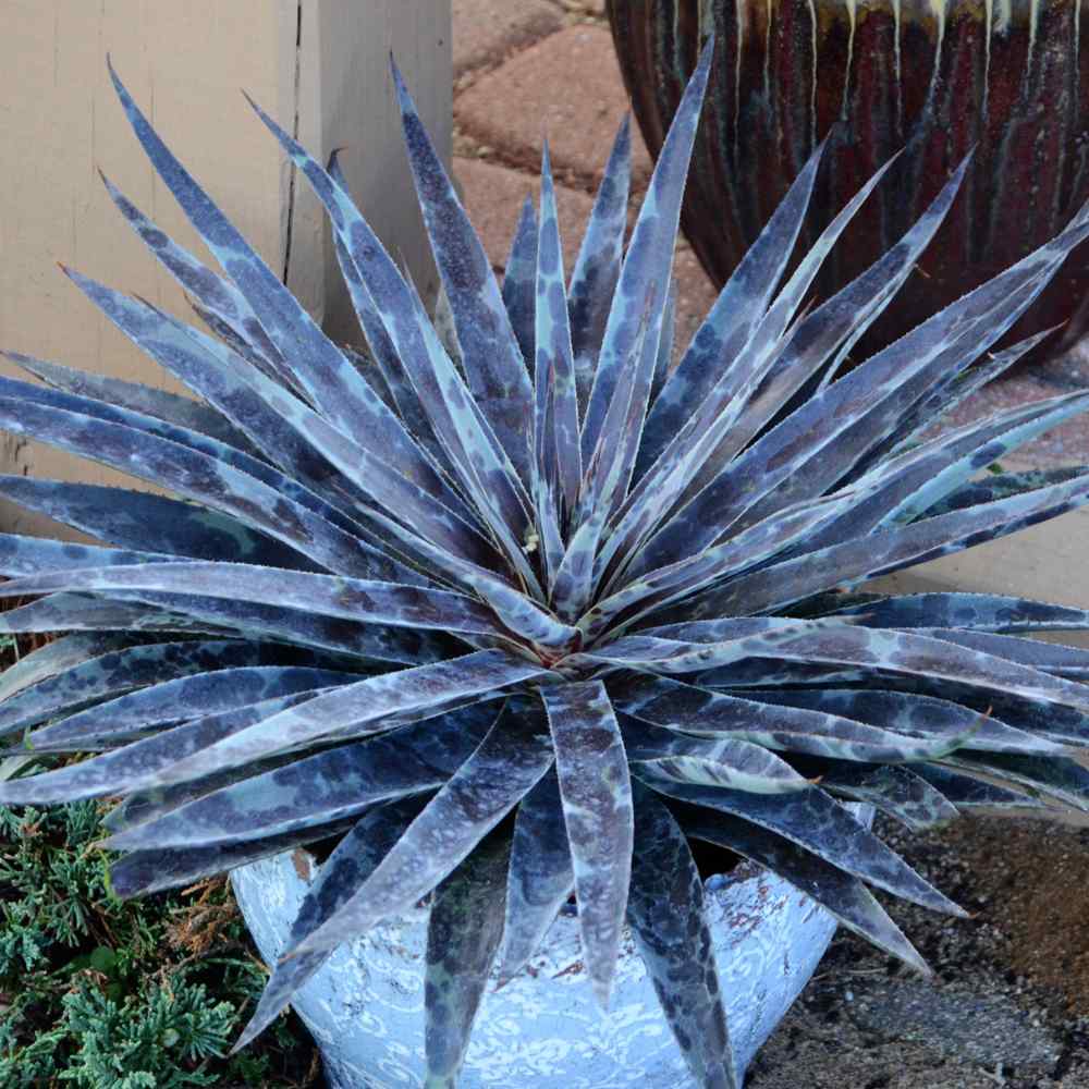 An eye-catching, drought-tolerant Art & Sol™ 'Moonglow' Mangave with silvery blue-green, spiky leaves grows in a decorative white pot outdoors, surrounded by other pots and brick paving - Photo Courtesy of Walters Gardens, Inc. Decorative pot not included.