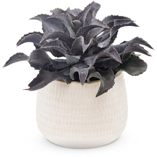 Art & Sol™ 'Night Owl' Mangave - Photo Courtesy of Walters Gardens, Inc.