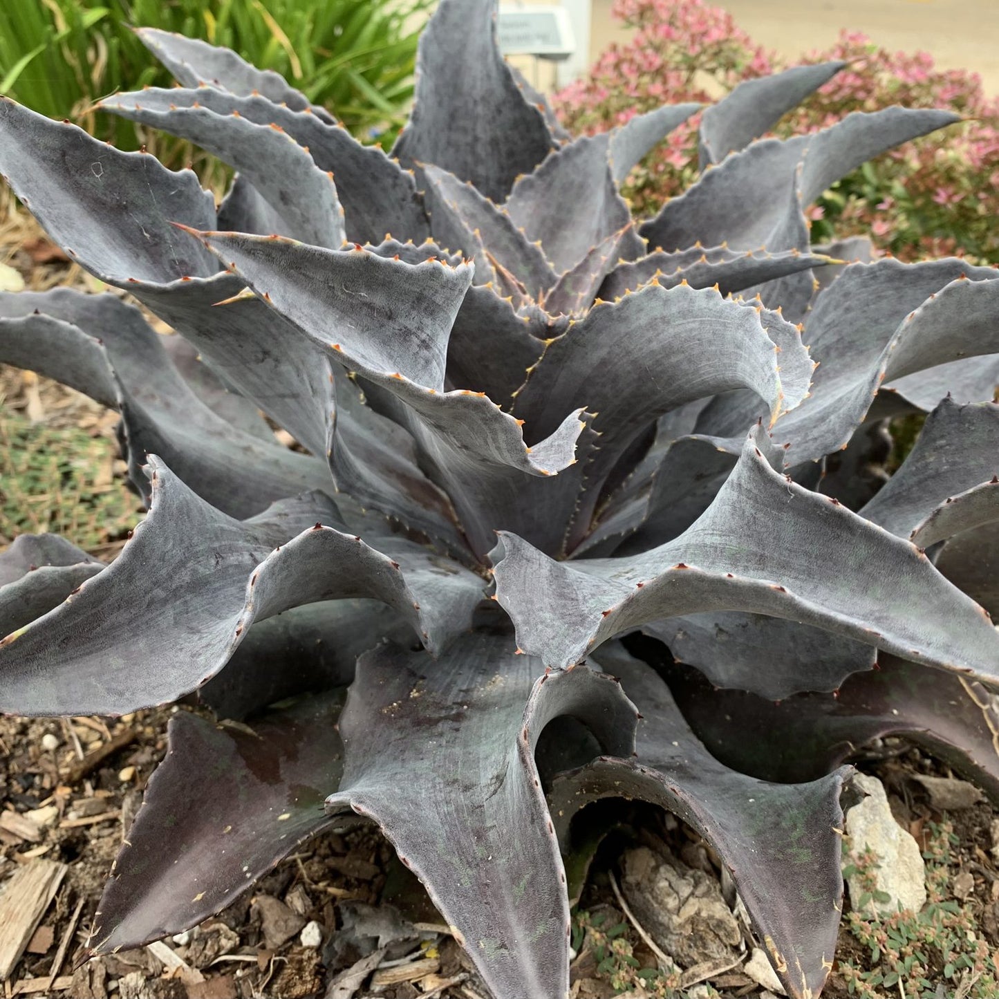 A close-up of Art & Sol™ 'Night Owl' Mangave, a drought-tolerant succulent with thick, wavy dark purple leaves edged in small thorns, growing in mulch with pink flowers and green foliage in the background - Photo Courtesy of Walters Gardens, Inc.