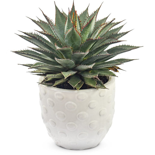 The Art & Sol™ 'Tooth Fairy' Mangave is a green, spiky succulent with reddish-edged leaves that form a blue-green rosette in a white, round ceramic pot with raised polka dots - Photo Courtesy of Walters Gardens, Inc. Decorative pot not included.