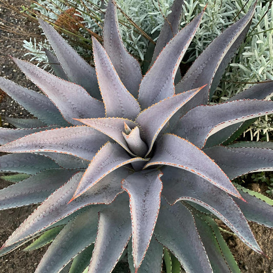 Art & Sol™ 'Purple People Eater' Mangave - Photo Courtesy of Walters Gardens, Inc.