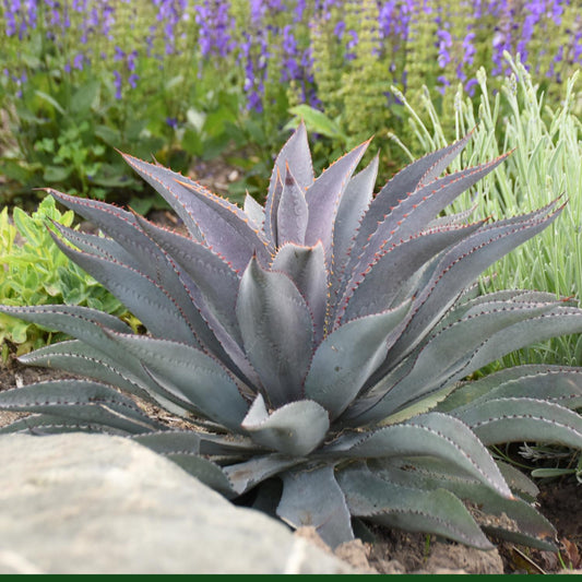 Art & Sol™ 'Purple People Eater' Mangave - Photo Courtesy of Walters Gardens, Inc.