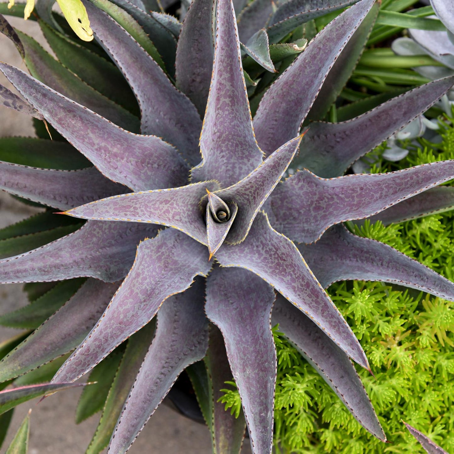 Top view of Art & Sol™ 'Purple People Eater' Mangave, a drought-tolerant succulent with dark purple, pointed leaves arranged in a rosette, surrounded by green foliage and other xeriscape plants - Photo Courtesy of Walters Gardens, Inc.