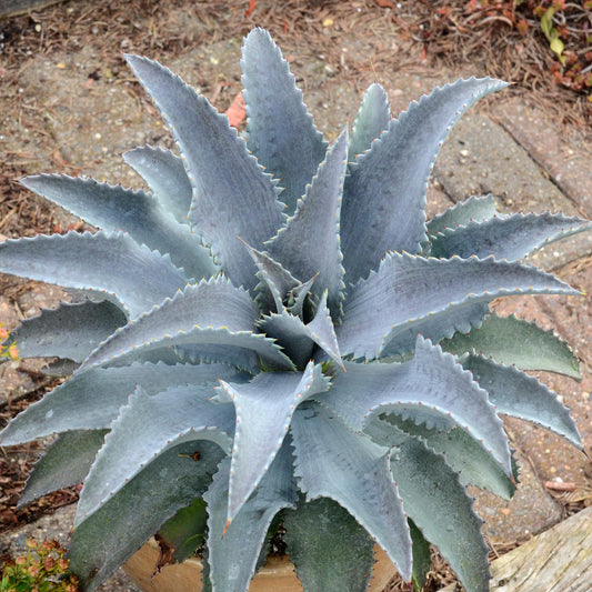 A top-down view of Art & Sol™ 'Silver Fox' Mangave, a unique succulent with thick grayish-blue leaves forming a spiky rosette. Its drought tolerance and bold look brighten any garden, set against soil and stone tiles - Photo Courtesy of Walters Gardens, Inc. Decorative pot not included.