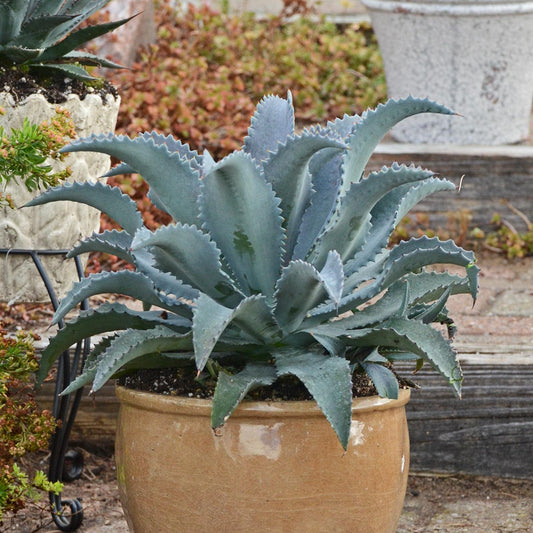 Art & Sol™ 'Silver Fox' Mangave - Photo Courtesy of Walters Gardens, Inc.