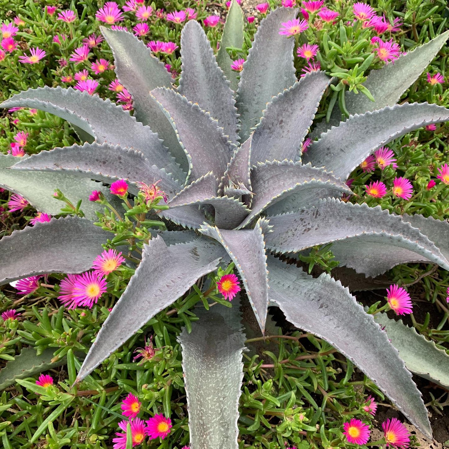A large Art & Sol™ 'Silver Fox' Mangave stands out amid a dense mat of small, bright pink flowers and green foliage, highlighting the drought-tolerant plant’s striking leaves against the vibrant surrounding blooms - Photo Courtesy of Walters Gardens, Inc.