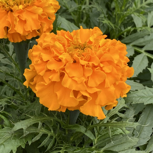 Close-up of a Marvel II Orange Marigold (Tagetes) with bright orange, extra-large ruffled blooms amid green foliage - Photo Property of Garden Crossings LLC.