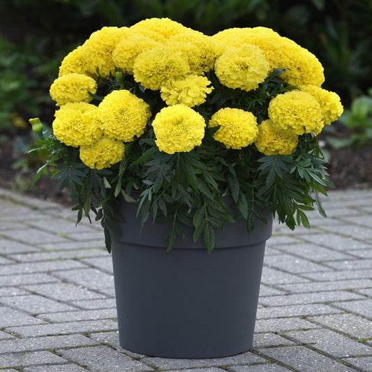 A black flower pot holds Marvel II Yellow Marigold (Tagetes), prized for extra-large yellow blooms and green leaves. Set on gray brick pavement with a blurred garden in the background - Photo Courtesy of Ball Horticulture, Inc. Decorative pot not included.