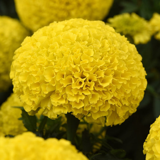 Close-up of a Marvel II Yellow Marigold (Tagetes) with vibrant, densely ruffled petals against green leaves and extra-large blooms - Photo Courtesy of Ball Horticulture, Inc.