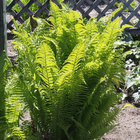 An Ostrich Fern (Matteuccia) grows tall in a sunny garden with its green fronds on display. A wooden lattice fence stands behind it, and the surrounding ground is covered with bare soil - Photo Property of Garden Crossings LLC.