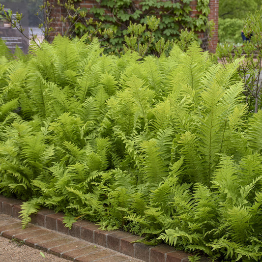 A dense cluster of Ostrich Fern (Matteuccia) with feather-like fronds grows behind a low brick border in a garden, set against additional greenery and a brick wall in the background - Photo Courtesy of Walters Gardens, Inc.