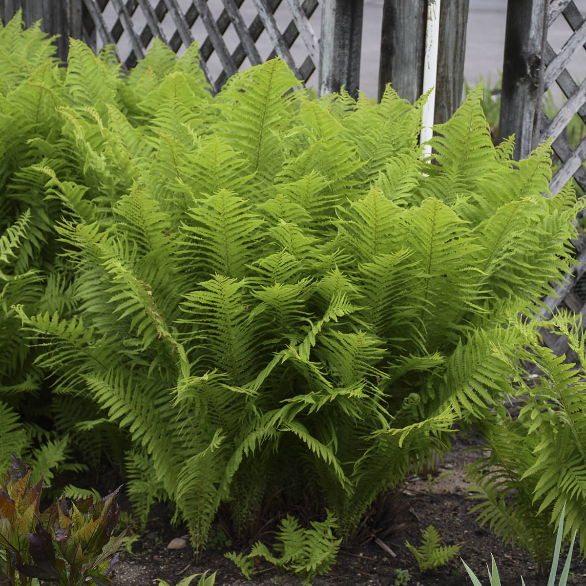 A lush cluster of Ostrich Fern (Matteuccia) with feather-like fronds grows in a garden bed, bordered by soil and set against a rustic wooden lattice fence - Photo Courtesy of Walters Gardens, Inc.