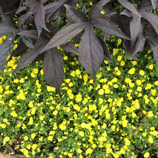 Dense, dark purple pointed leaves of a nearby plant create a striking contrast with the bright yellow Golddust® Mecardonia flowers and green foliage - Photo Property of Garden Crossings LLC.