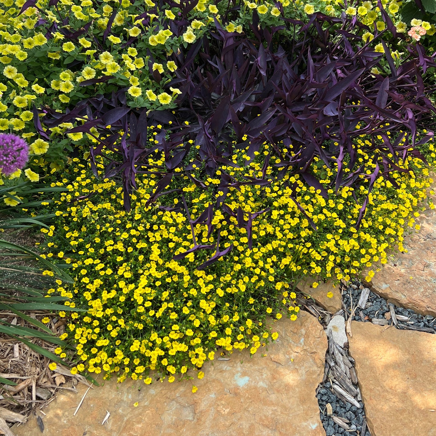 A vibrant garden bed features clusters of Golddust® Mecardonia’s yellow flowers with pale yellow blossoms next to some dark purple foliage, bordered by large tan stones and mulch - Photo Property of Garden Crossings LLC.