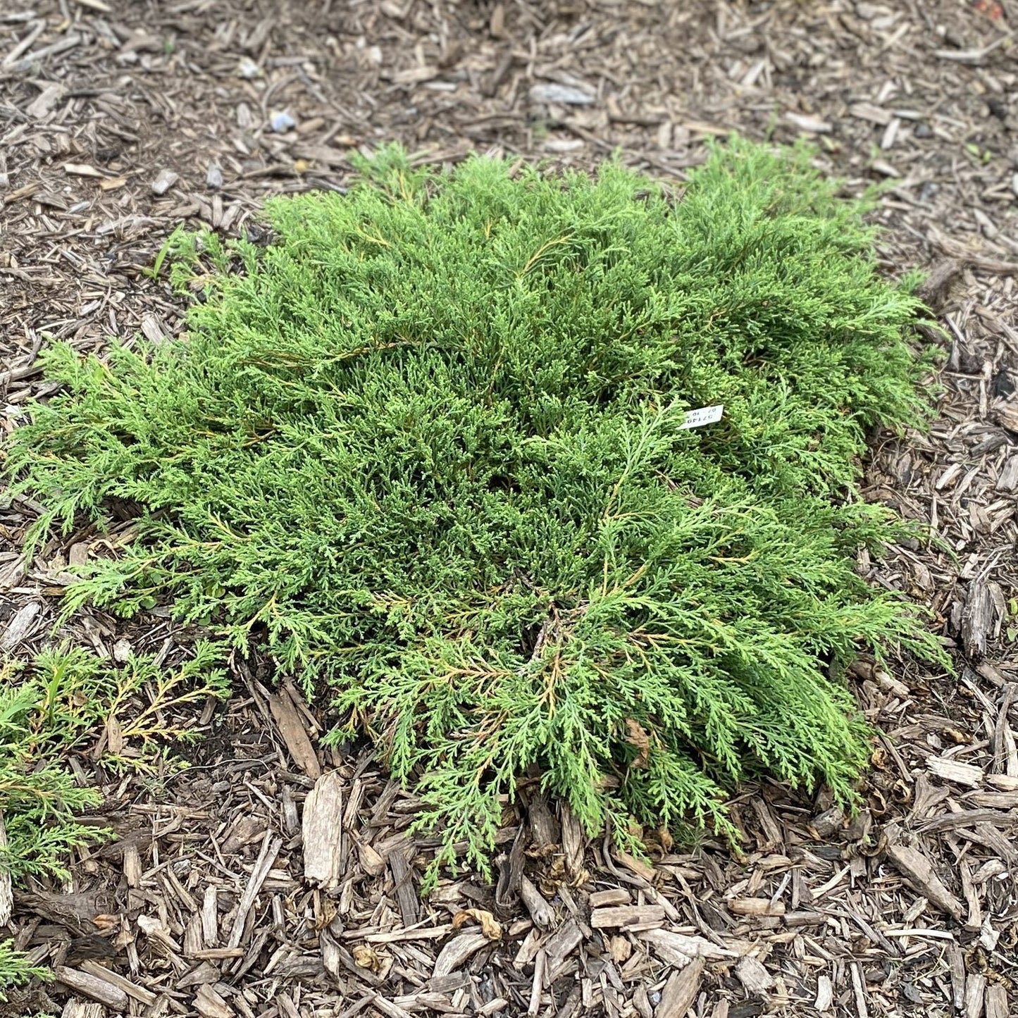 Top-down view of Celtic Pride® Siberian Cypress (Microbiota) is a dense, low-growing evergreen groundcover with needle-like leaves that spreads over mulch - Photo Property of Garden Crossings LLC