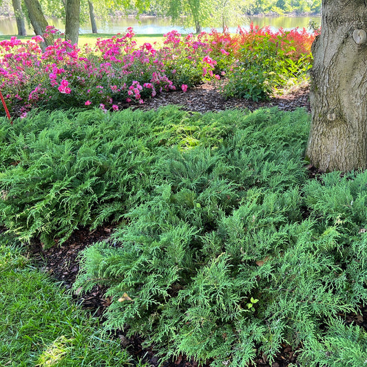Dense green shrubs and evergreen groundcover, like deer-resistant Celtic Pride® Siberian Cypress (Microbiota), fill the foreground near a tree trunk, with bright pink flowers and leafy bushes behind. Sunlit trees and water are visible in the background. - Photo Property of Garden Crossings LLC
