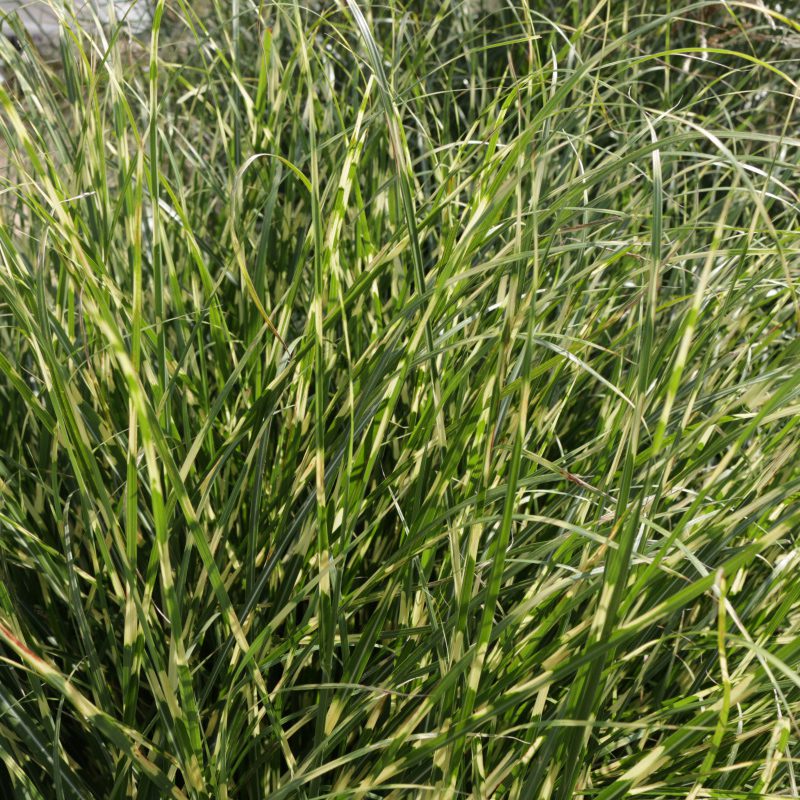 'Bandwidth' Maiden Grass (Miscanthus) features tall, narrow green blades with light yellow stripes, forming dense, lush clumps. Drought tolerant and ideal for sunny spots, it adds striking texture among other ornamental grasses - Photo Courtesy of Ball Horticulture, Inc.