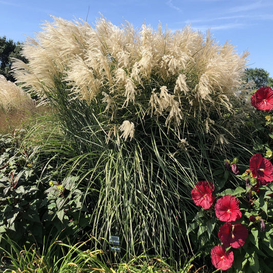 ‘Encore’ Maiden Grass (Miscanthus) features tall, green foliage with feathery, cream plumes for vertical interest nearby, large red hibiscus flowers add vibrant color under a blue sky - Photo Property of Garden Crossings LLC.