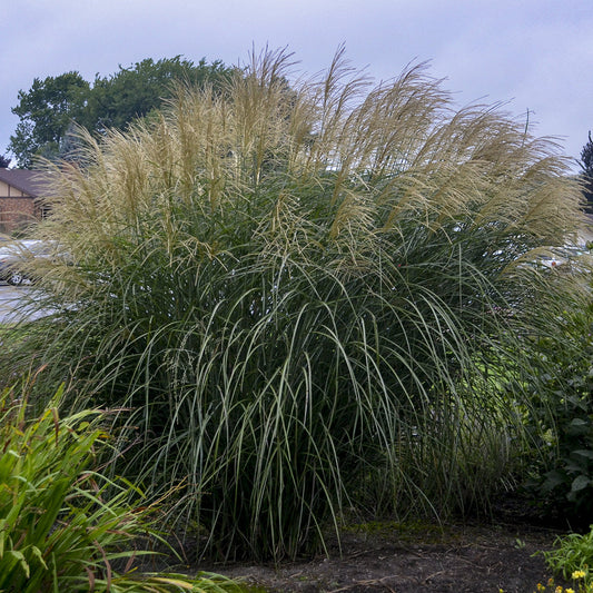'Encore' Maiden Grass (Miscanthus) features tall, feathery tan plumes and arching green leaves, adding vertical motion to your garden. It stands out against trees and a cloudy sky - Photo Courtesy of Walters Gardens, Inc.