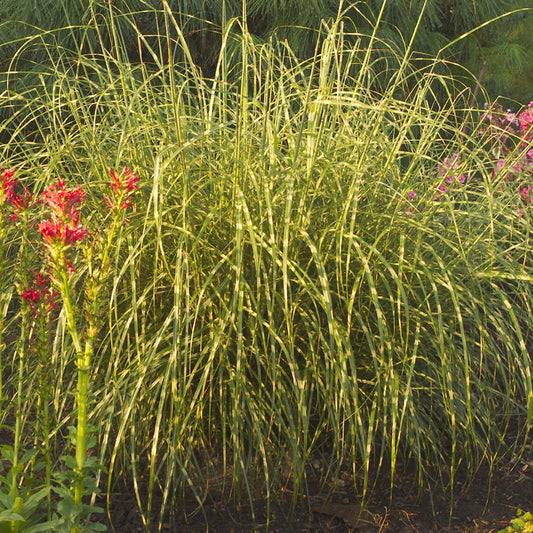 Compact ornamental 'Little Zebra' Maiden Grass (Miscanthus) with long, thin yellow-green striped leaves forms a dense clump, surrounded by blooming pink and red flowers in the garden - Photo Courtesy of Walters Gardens, Inc.