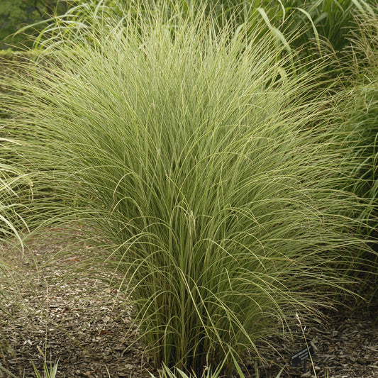 A large, dense clump of 'Morning Light' Maiden Grass (Miscanthus), a drought-tolerant grass with thin, arching green blades, grows in a mulched garden bed and forms a rounded, fountain-like shape - Photo Property of Garden Crossings LLC.