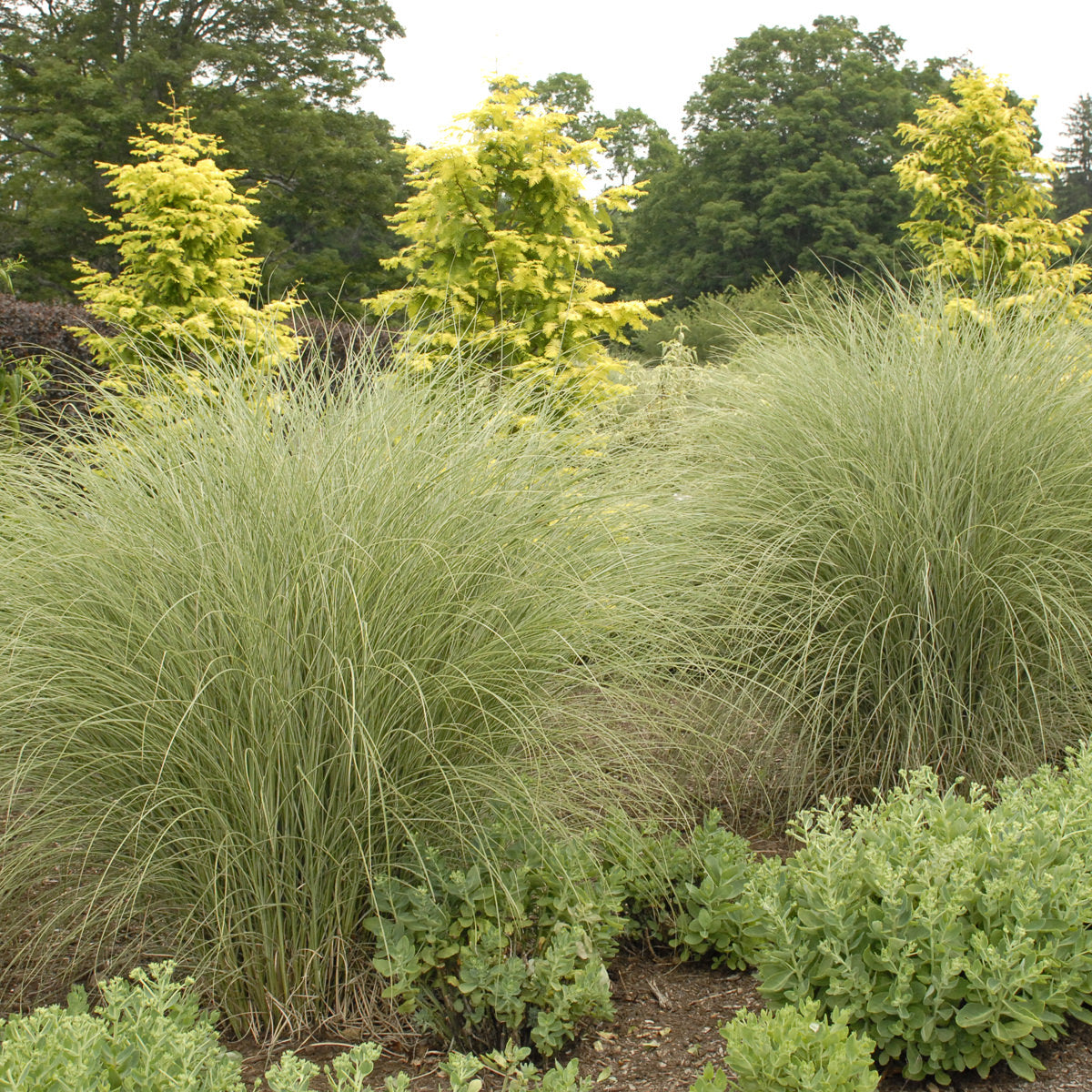 ‘Morning Light’ Maiden Grass (Miscanthus) features thin, arching green blades in the garden, surrounded by low green plants and small trees with light yellow-green foliage in the background - Photo Property of Garden Crossings LLC.