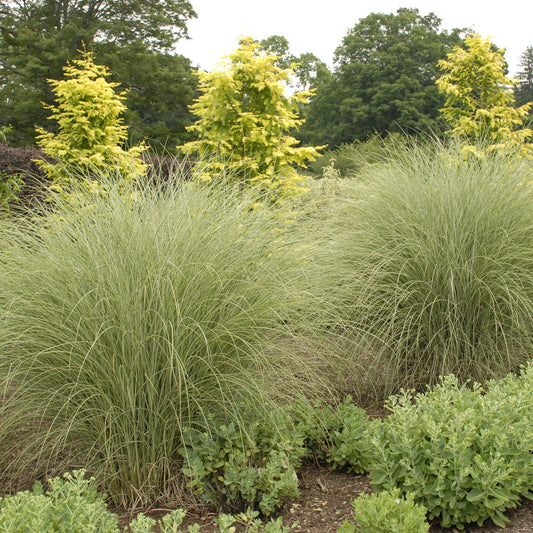 ‘Morning Light’ Maiden Grass (Miscanthus) features thin, arching green blades in the garden, surrounded by low green plants and small trees with light yellow-green foliage in the background - Photo Property of Garden Crossings LLC.