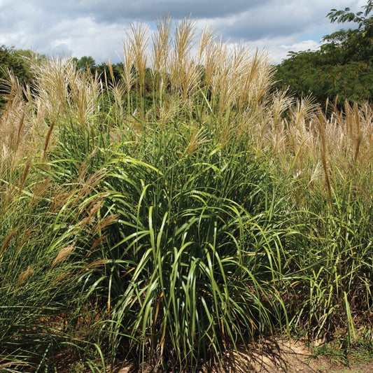 My Fair Maiden™ Maiden Grass (Miscanthus) - Photo Courtesy of Ball Horticulure, Inc.